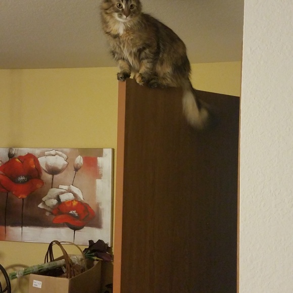 Meet your Posher, Vicki - Picture 1 of 1